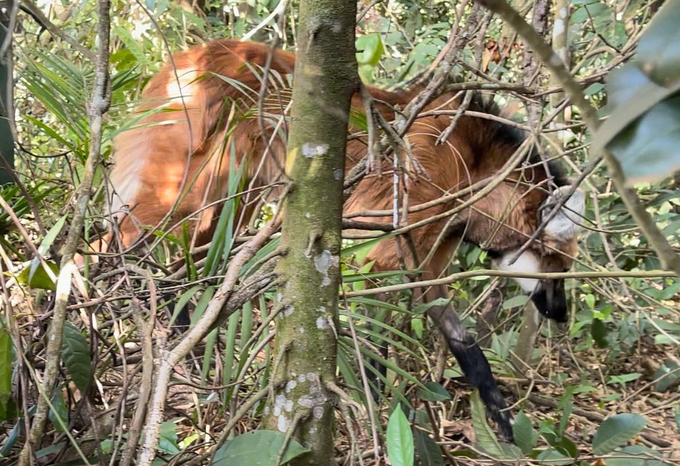Lobo guará foi vítima de atropelamento e passou por cirurgia para ser reintegrado a área verde de Aguaí — Foto: Polícia Militar Ambiental