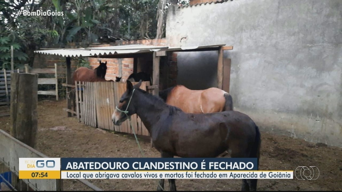 MGTV 2ª edição - Uberlândia  Frigorífico que abate cavalos em