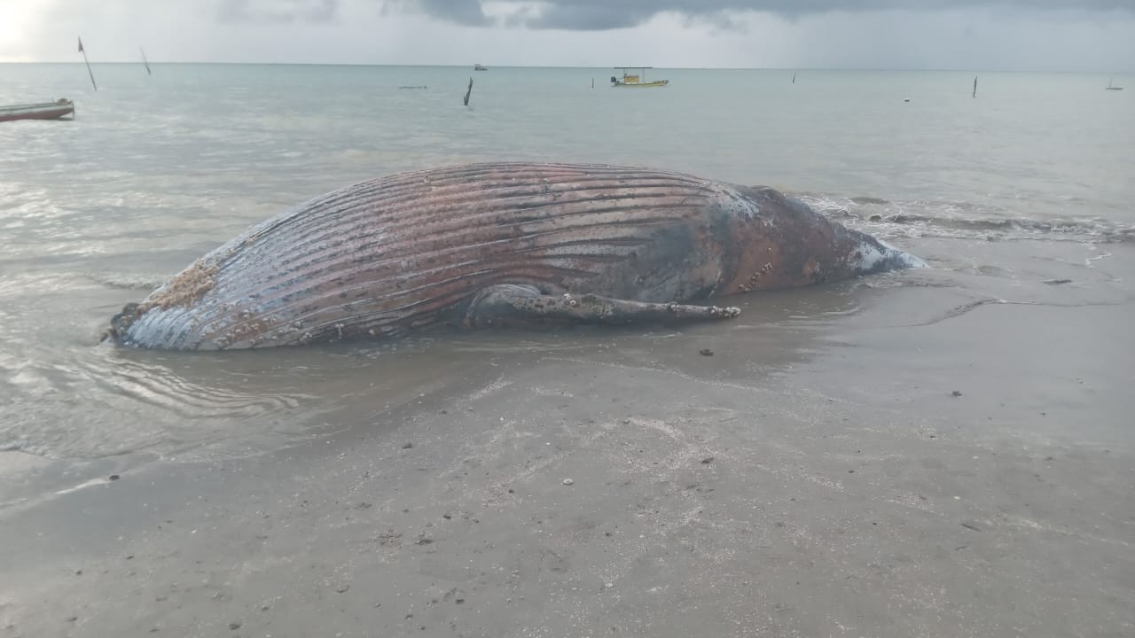 Filhote de baleia-jubarte é encontrado morto em praia de Itamaracá; VÍDEO