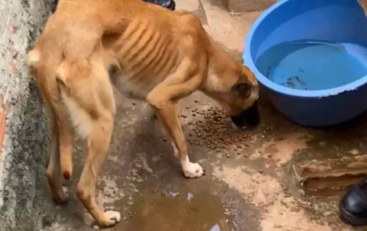 Tutora é presa após cães em situação de maus-tratos serem resgatados no em Itapeva