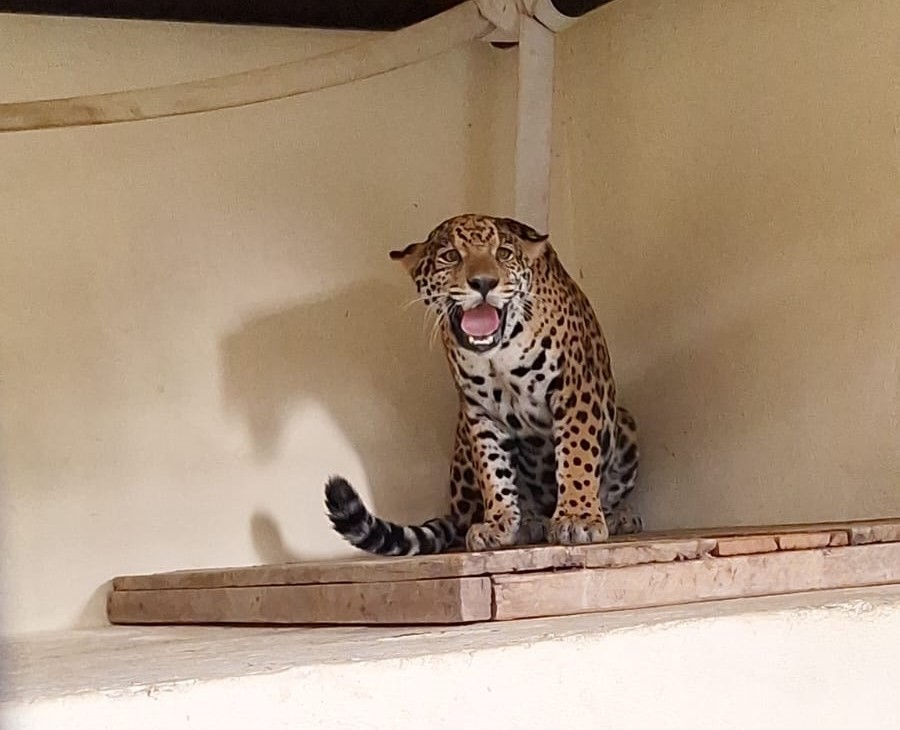 Você Não Tá Convidada pro Meu Bat Mitzvá!