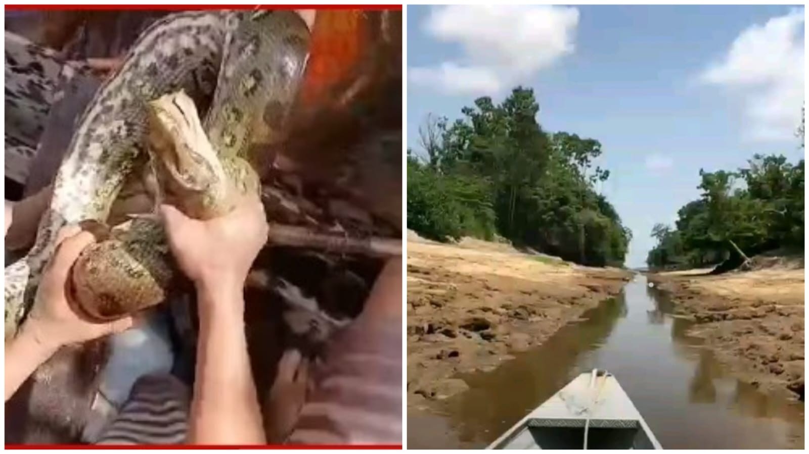 Vídeo de homem mordendo sucuri. Seca histórica do rio Tapajós; veja o que repercutiu no g1 em um ano