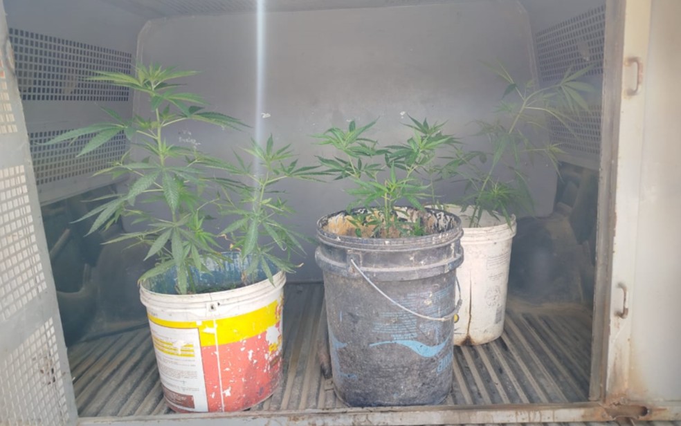 Três pés de maconha foram apreendidos dentro de residência em Serrinha — Foto: Polícia Militar