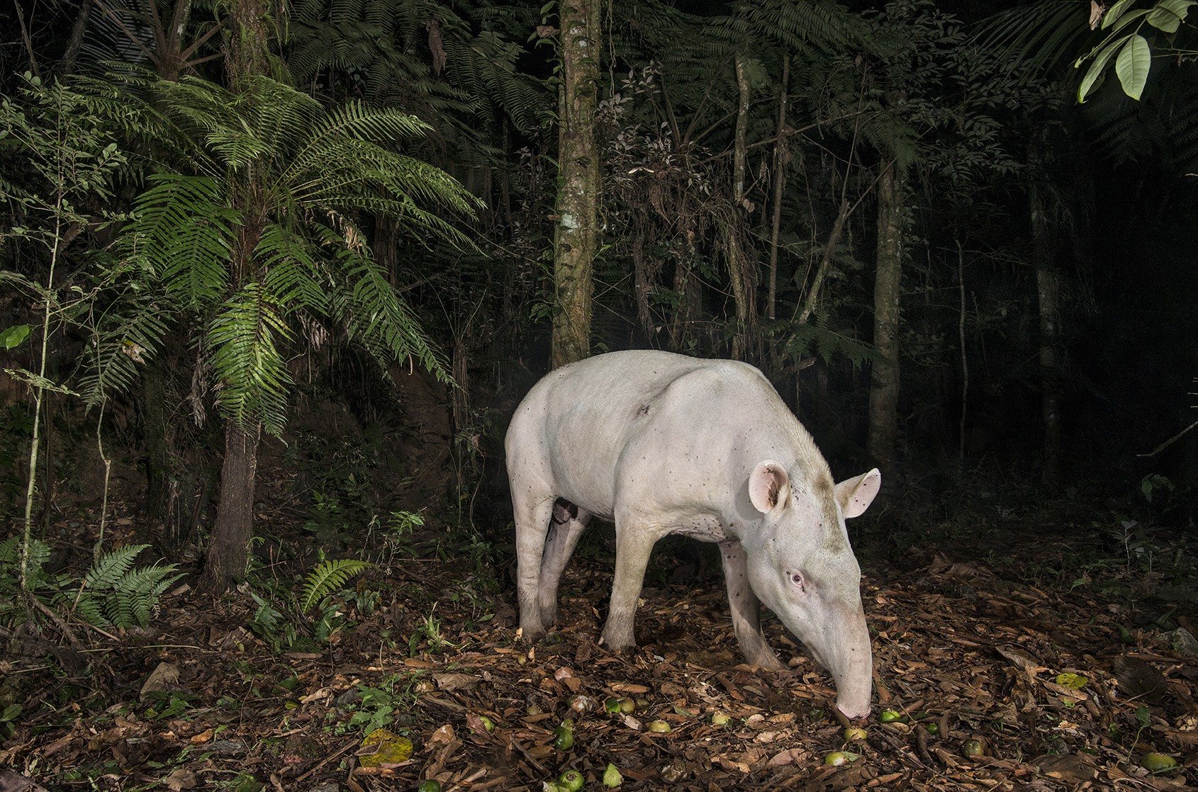 Foto de anta albina registrada há mais de uma década abriu caminho para pesquisa no interior de SP: 'Vira um símbolo', diz fotógrafo