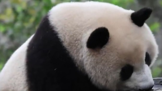 EUA e China: a diplomacia panda em meio à corrida tecnológica