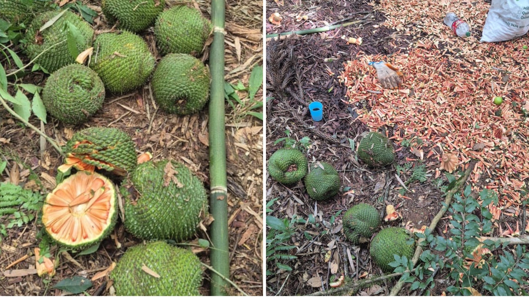 Dupla é flagrada colhendo pinhão verde e antes do prazo legal, no PR; veja o que diz a lei e quais os riscos à saúde