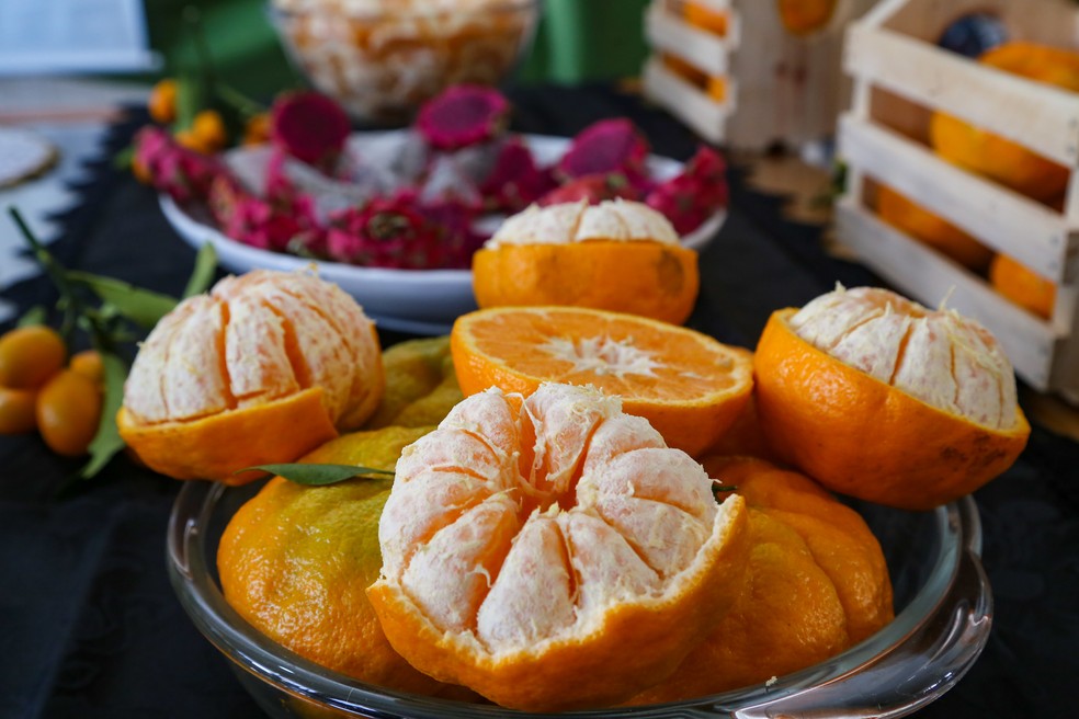 Tangerinas é a ponkan, derivada da espécie Citrus reticulata. — Foto: Gilson Abreu/Agência Estadual de Notícias