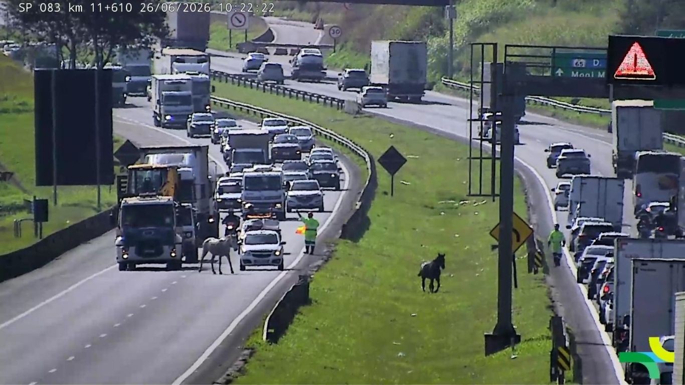 VÍDEO: resgate de dois cavalos bloqueia Anel Viário Magalhães Teixeira por 35 minutos em Campinas
