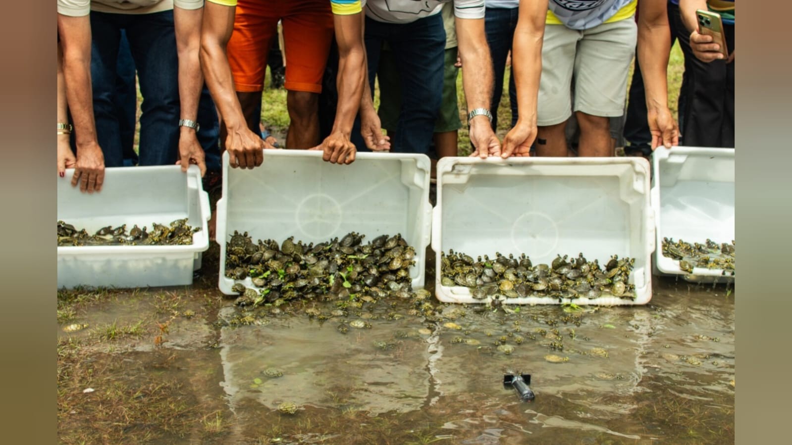 1.200 filhotes de quelônios são soltos na comunidade Correio do Tapará, no Rio Amazonas