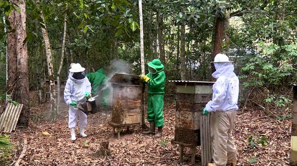 Área de preservação é utilizada para produção de mel em Aracruz, Espírito Santo — Foto: Douglas Abreu / TV Gazeta