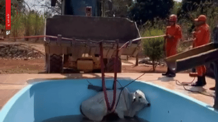 Vídeo: boi cai em piscina e é resgatado com pá-carregadeira em MT