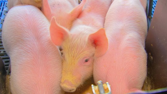 Mercado de suínos vive um bom momento - De acordo com a Associação Brasileira de Produção Animal, atualmente, 80% da carne permanece no mercado interno, e o restante é exportado.