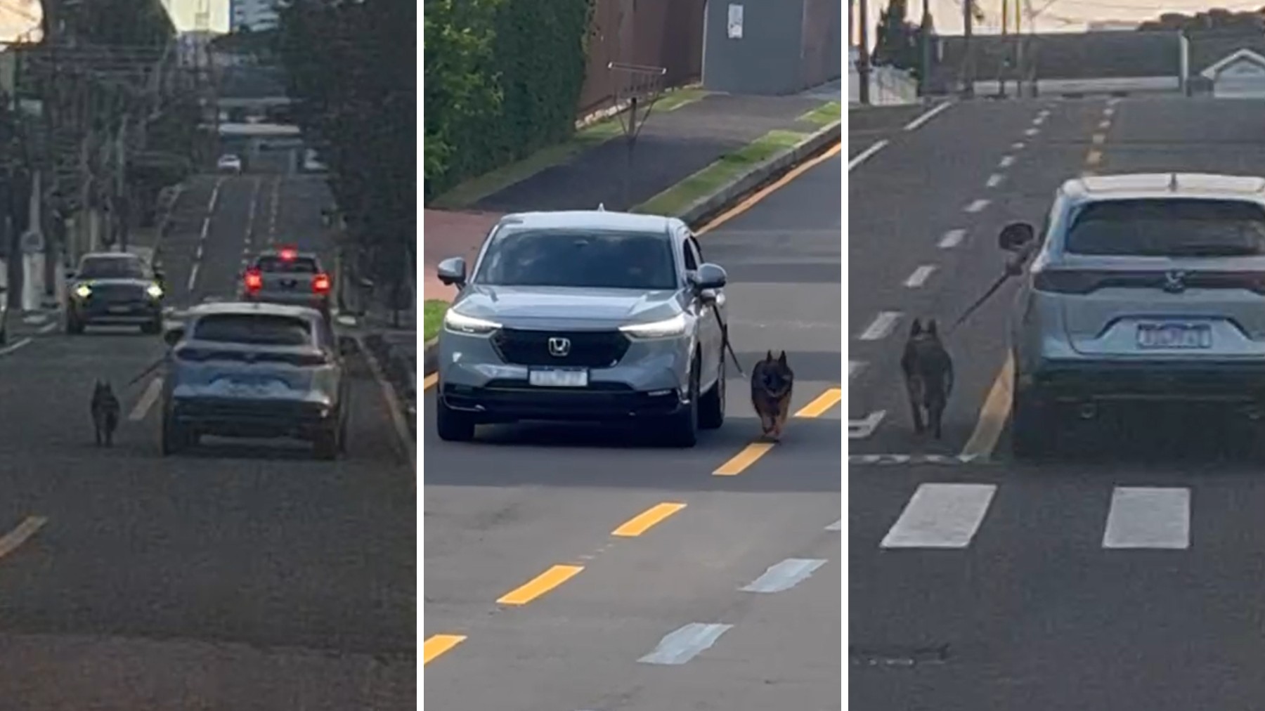 VÍDEO: motorista dirige carro com cachorro preso do lado de fora pela coleira, no Paraná; polícia investiga 