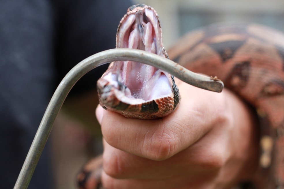 Envenenamento por cobras aumentou com as mudanças climáticas - Olhar Digital
