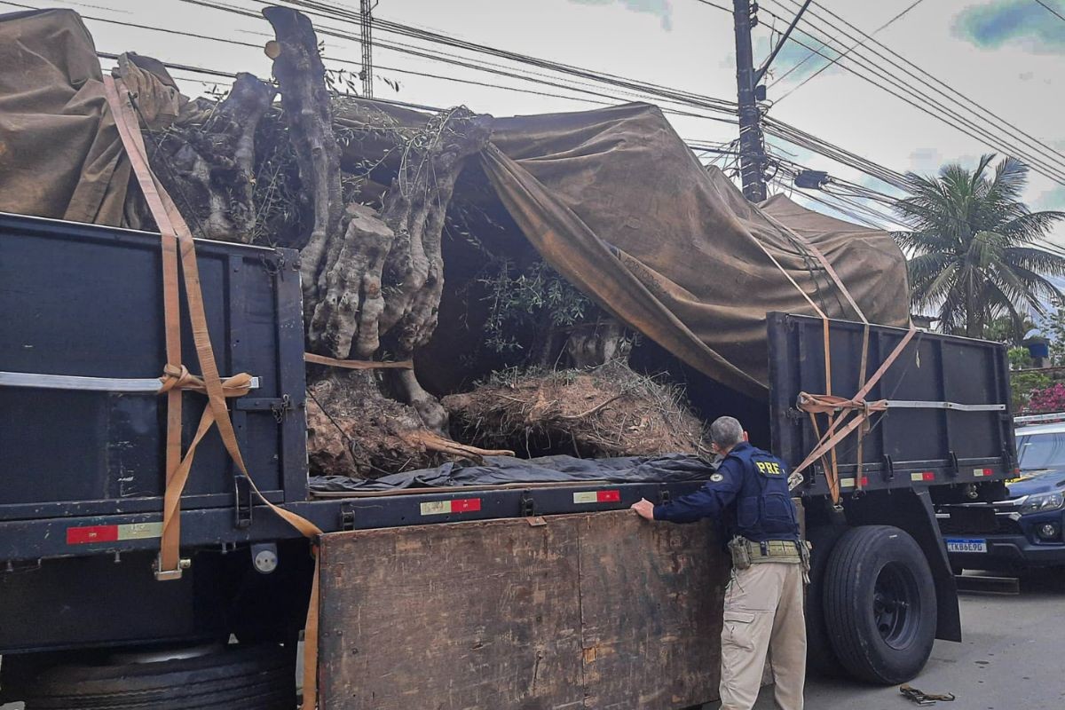 Polícia apreende oliveiras argentinas contrabandeadas em rodovia de SP; árvore pode valer até R$ 100 mil