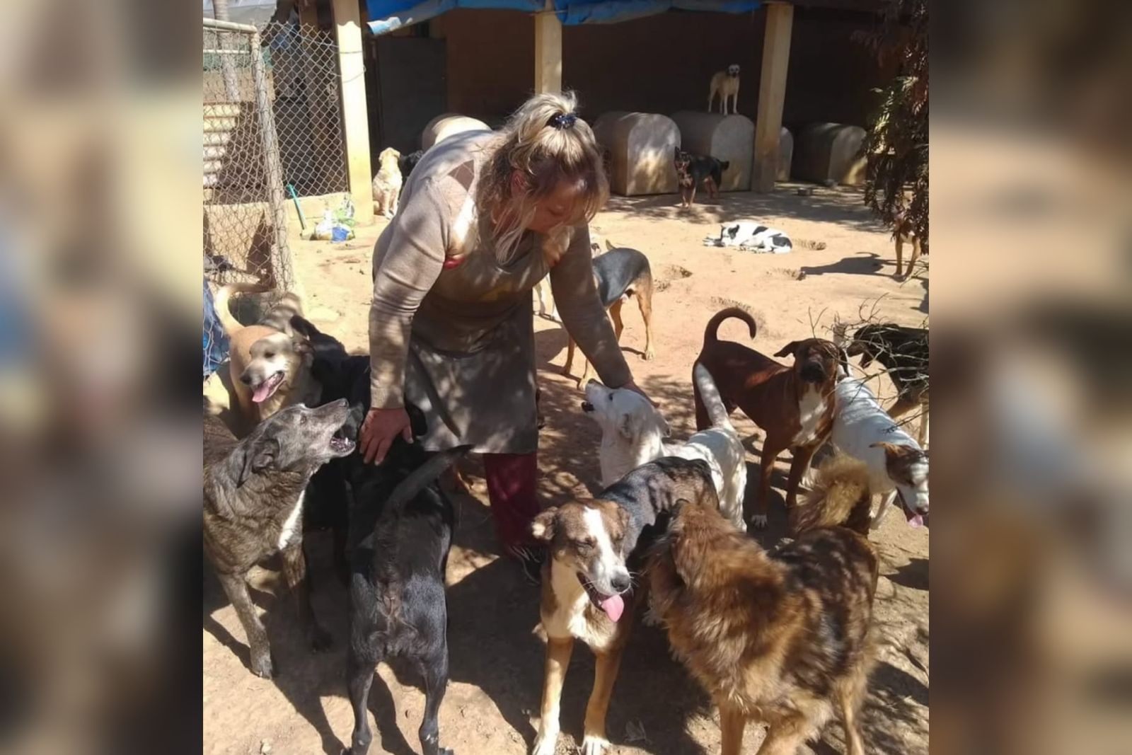 Protetora de animais morre e ativistas se mobilizam para alimentar quase 400 cães: 'Manter seu legado vivo'