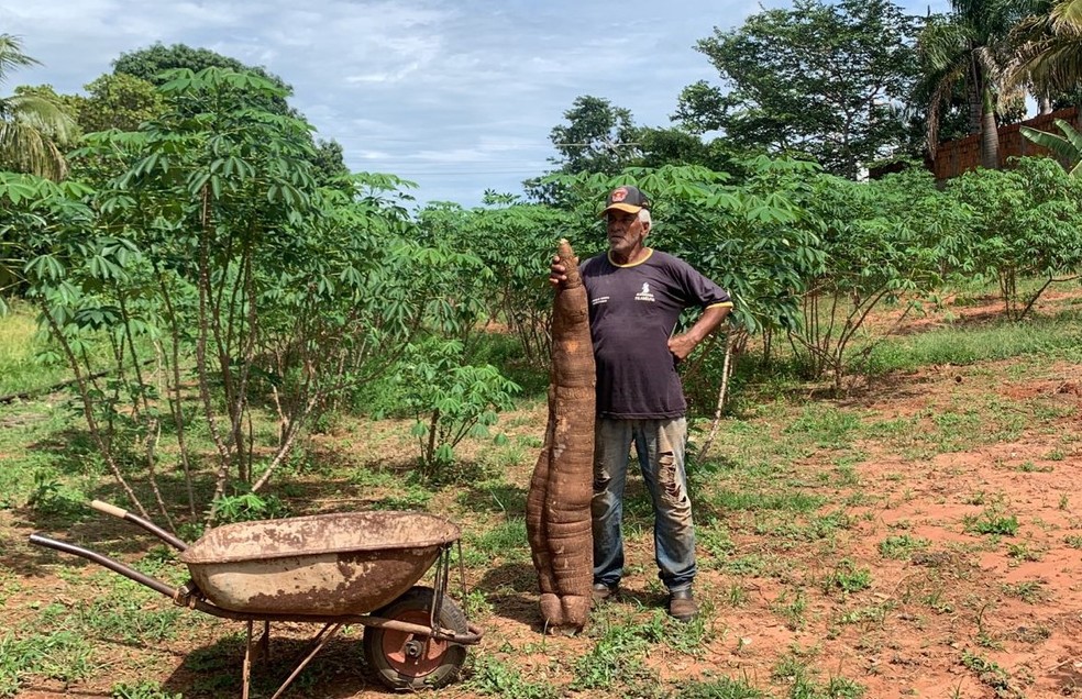 Produtor do interior de SP colhe mandioca gigante com mais de 40 Kg — Foto: Arquivo pessoal