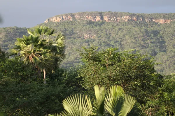 A Reserva Serra das Almas, mantida pela Associação, é reconhecida como Posto Avançado da Reserva da Biosfera — Foto: Samuel Portela/Associação Caatinga
