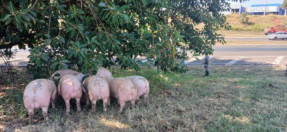 Caminh&atilde;o carregado com porcos tomba na acesso de acesso &agrave; BR-153 em S&atilde;o Jos&eacute; do Rio Preto (SP) &mdash; Foto: TV TEM / Jo&atilde;o Selari