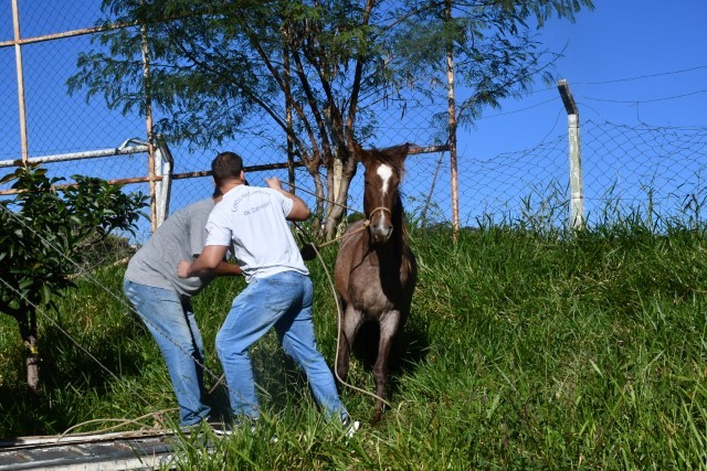 Unidade de Vigilância de Zoonoses apreende 48 cavalos em vias públicas no primeiro semestre de 2025, em Presidente Prudente