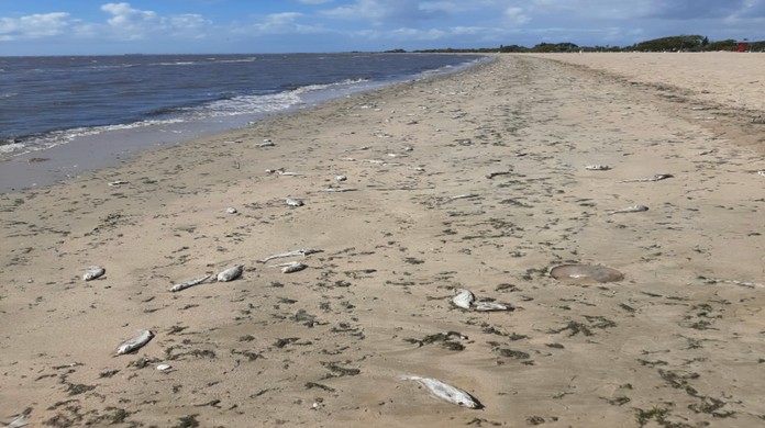 Ex-Fla vira salva-vidas em praia do Rio após ter largado a