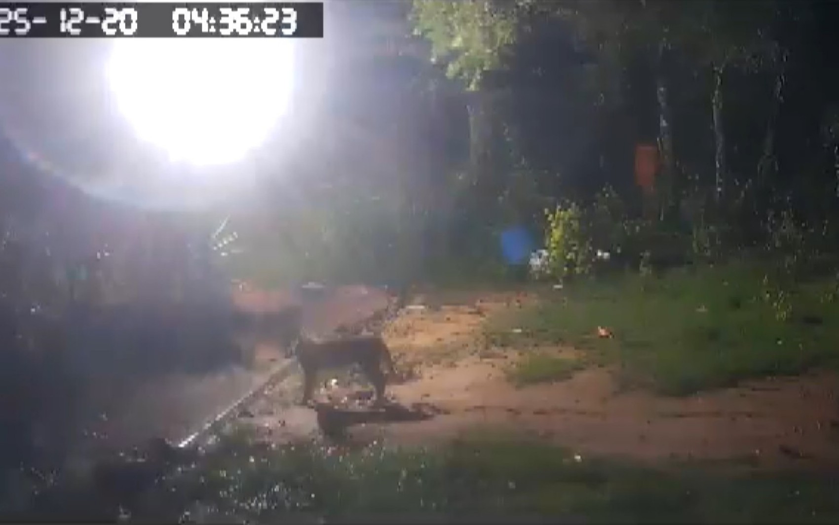 Dono de sítio invadido por onças-pardas lamenta morte de mais de 40 galinhas em Pedregulho: 'Ovos eram fonte de renda'