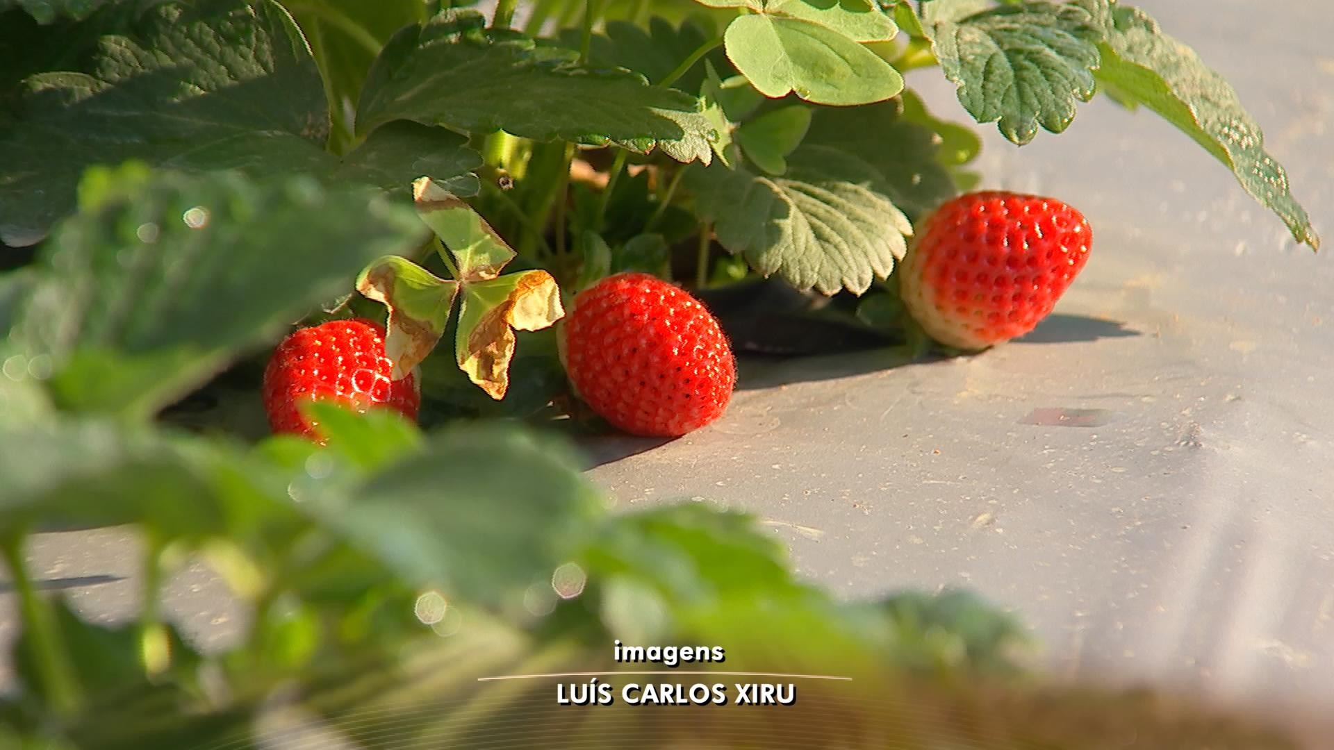 Produtores de Jarinu colhem safra do morango