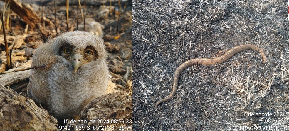 Animais afetados por incêndios — Foto: Reprodução