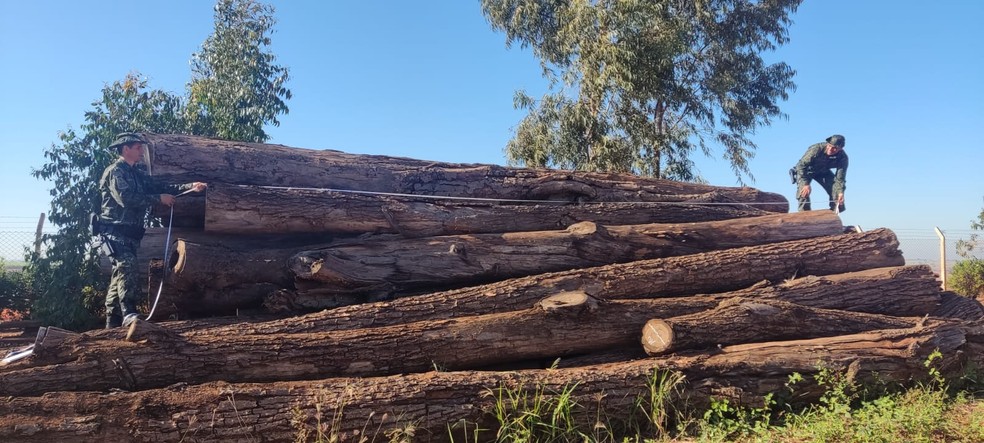 Usina sucroalcooleira é autuada por depósito de madeira sem licença, em Paulicéia (SP) — Foto: Polícia Ambiental