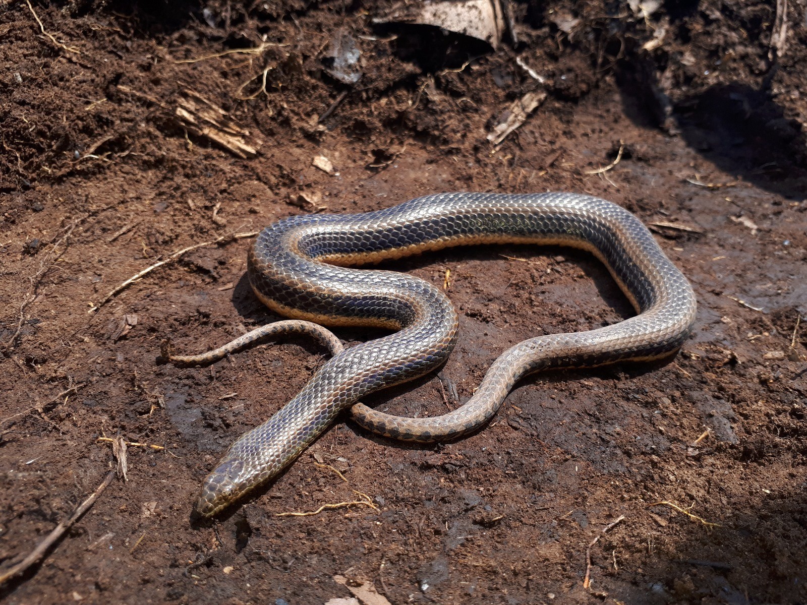 Serpente d’água exclusiva do Pantanal está ameaçada de extinção por causa dos incêndios