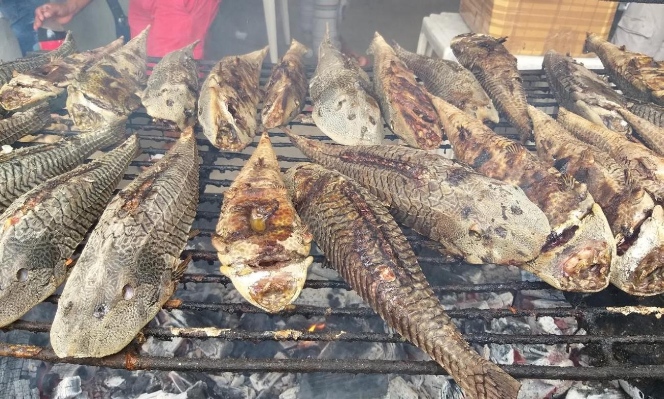 Santarém-Miri realiza 6º Festival do Acari com culinária, tradição e atrações culturais