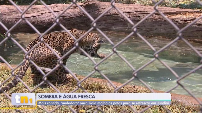 Onça pintada da Mata Ciliar, em Jundiaí, se refresca em lago artificial