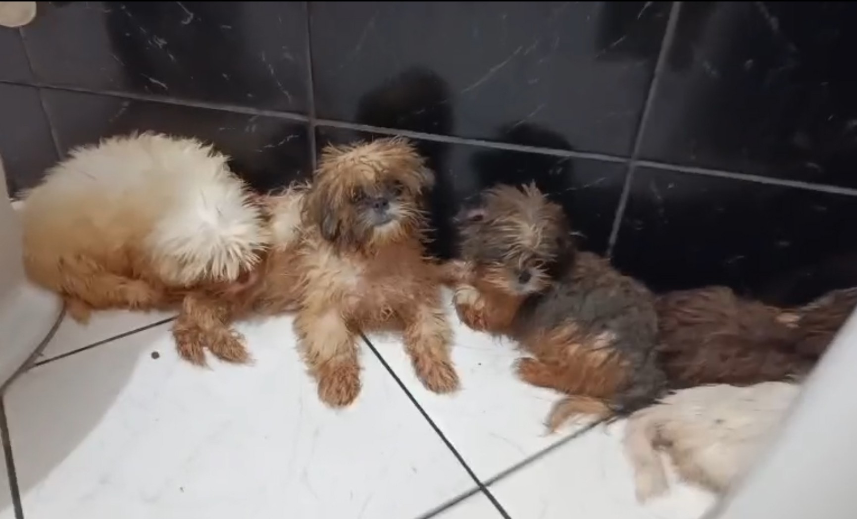 Operação apreende 56 animais em canil clandestino em Charqueada e prende responsável