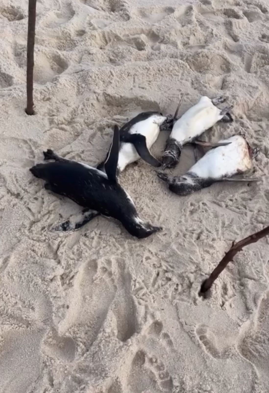 Quatro pinguins são encontrados mortos em Araruama
