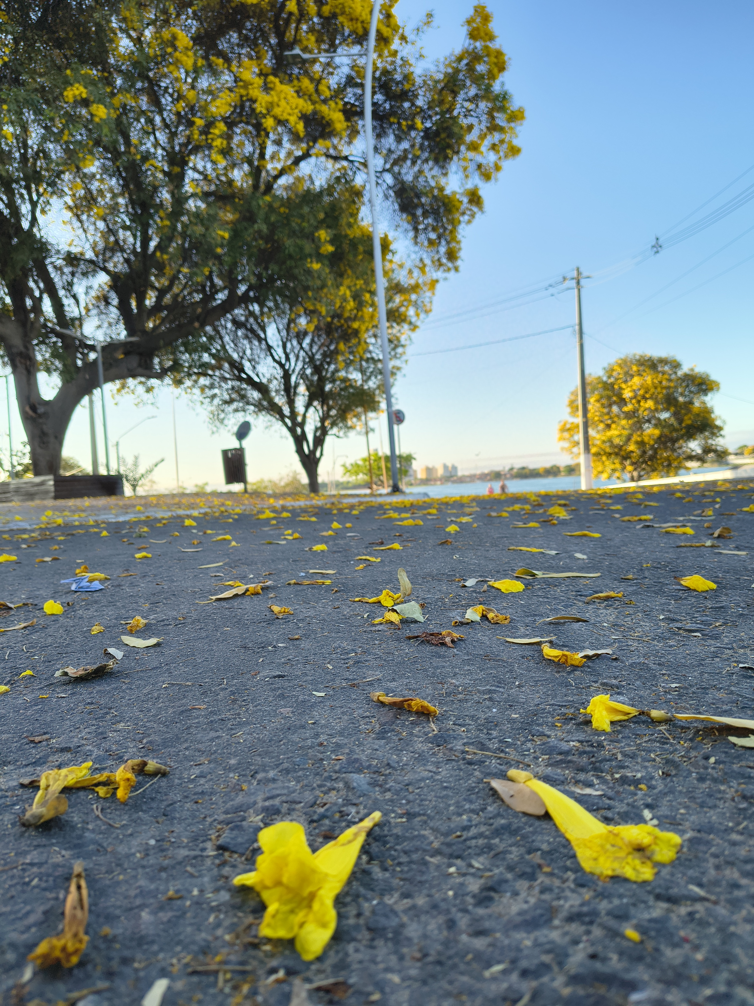 Árvores amarelas tomam ruas de Petrolina na primavera; veja fotos
