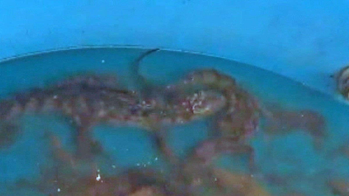 PM acha ‘criação’ de jacarés durante operação