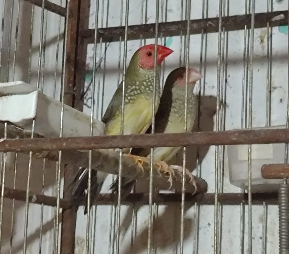 Homem é multado por manter aves em cativeiro, em Teodoro Sampaio (SP) — Foto: Polícia Ambiental