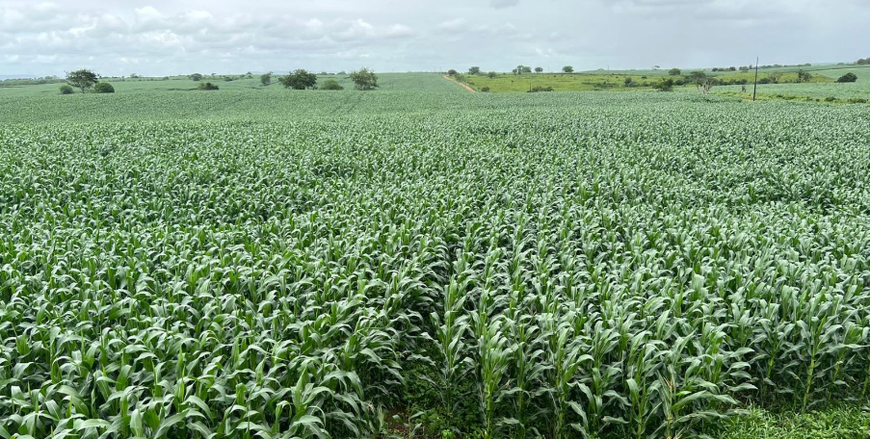Agosto será mais quente e seco em Mato Grosso, mas clima favorece colheita no campo, diz Conab