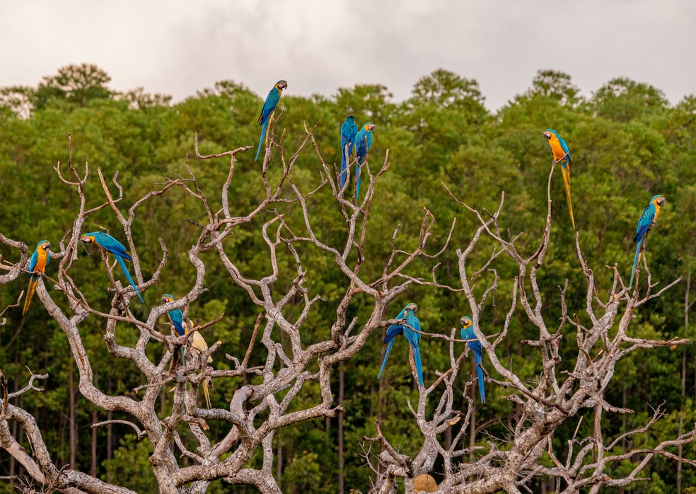 Arara-canindé lutina estava em meio a um grupo de araras comuns em árvore de galhos secos — Foto: Clóvis Cruvinel