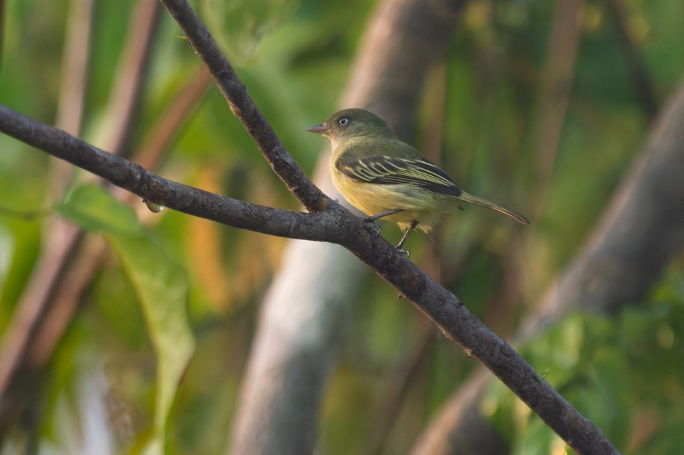 Apesar de sua recente descoberta, o poaieiro-de-chico-mendes j figura como quase ameaado na lista internacional da IUCN — Foto: Joo Quental