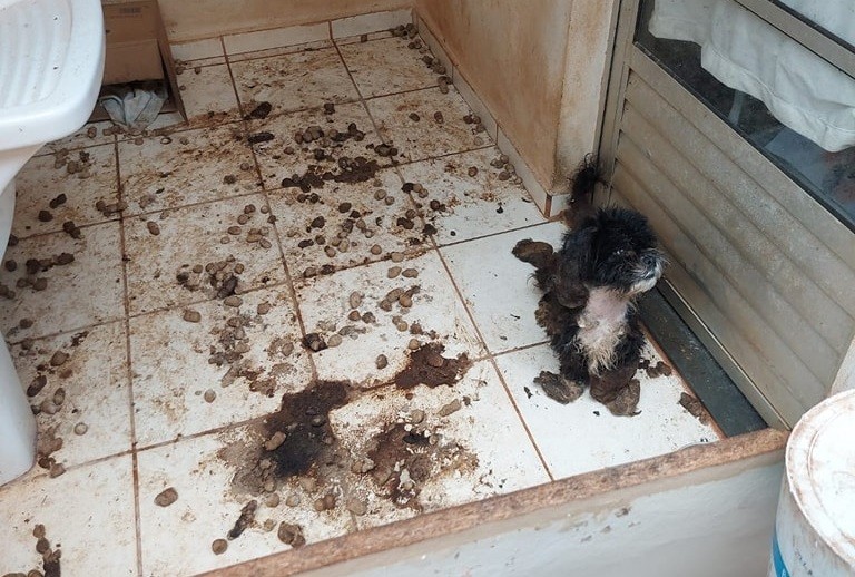 Cachorra é resgatada em situação de maus-tratos em Taquarituba