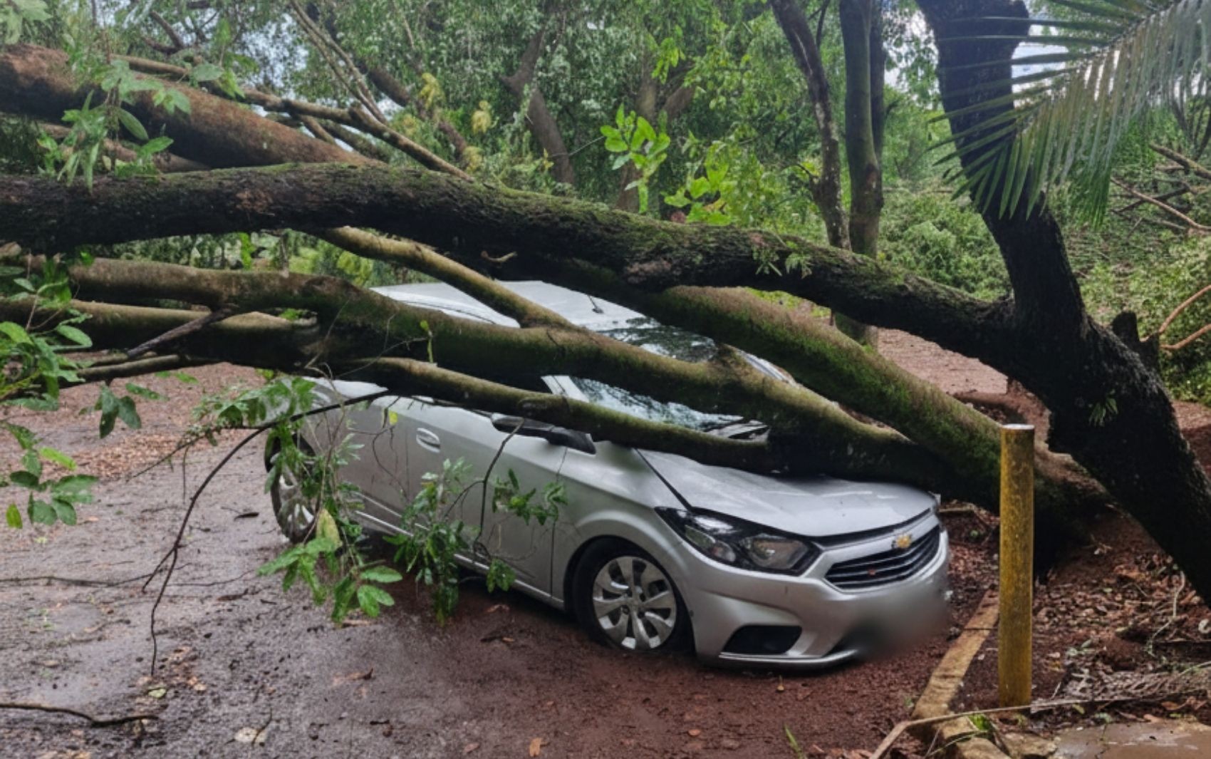 Clube fecha após árvores caírem durante temporal em Ribeirão Preto; uma atingiu carro