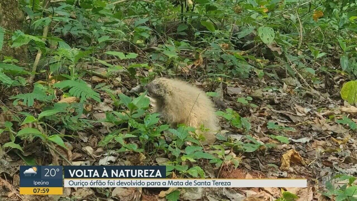 Un hérisson orphelin sauvé de la forêt de Ribeirão Preto, SP, retourne dans la nature |  Ribeirão Preto et Franca