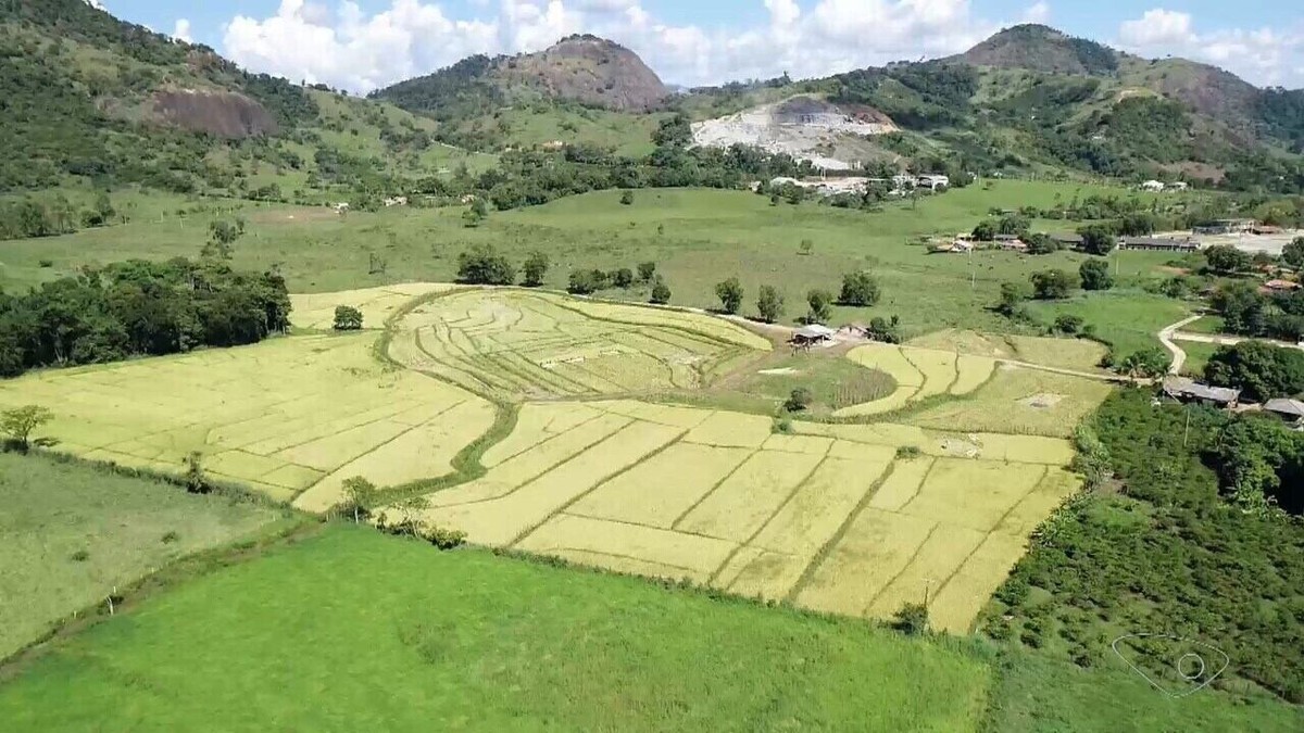 Família produz 40 toneladas de arroz por ano e mantém tradição de cultivo do cereal há mais de 30 anos no ES