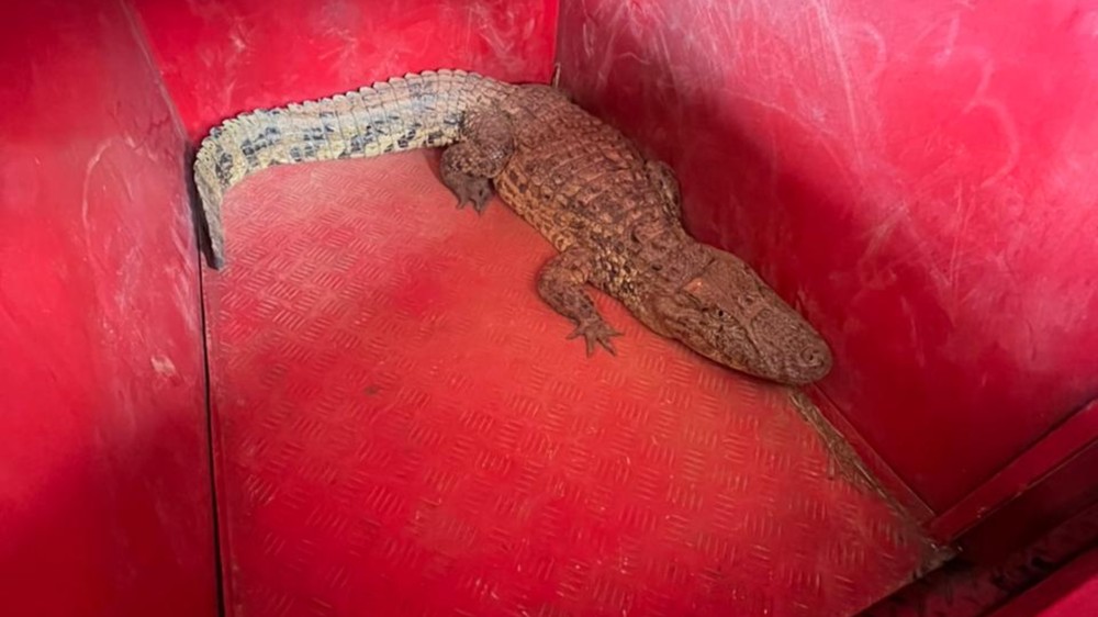 Embarque cancelado: Jacaré é visto próximo à pista e interrompe operação em aeroporto de MG