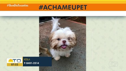 Tutora pede ajuda para encontrar cachorro desaparecido na quadra 106 Sul