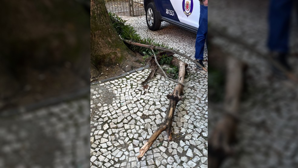 Jovem sofre ferimentos graves após ser atingida por galho de árvore em praça de Curitiba — Foto: Arquivo Familiar