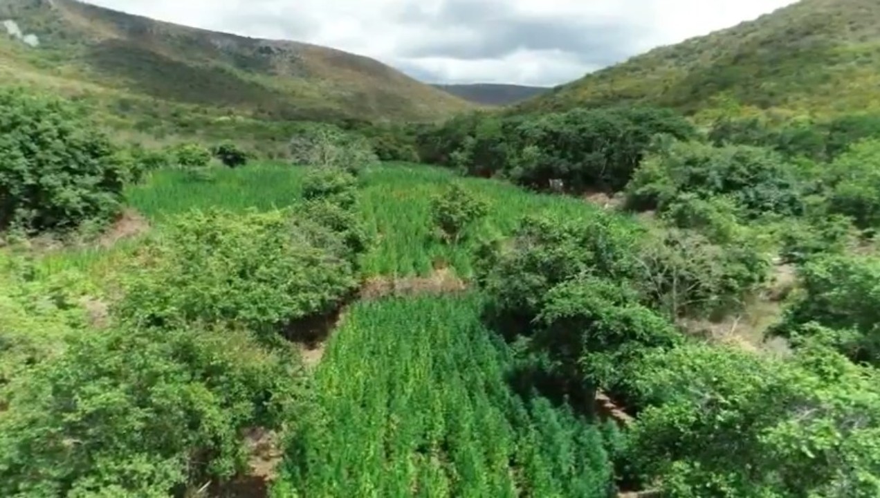Advogado de 71 anos suspeito de ser proprietário de fazenda usada para cultivo de maconha é preso em Salvador 