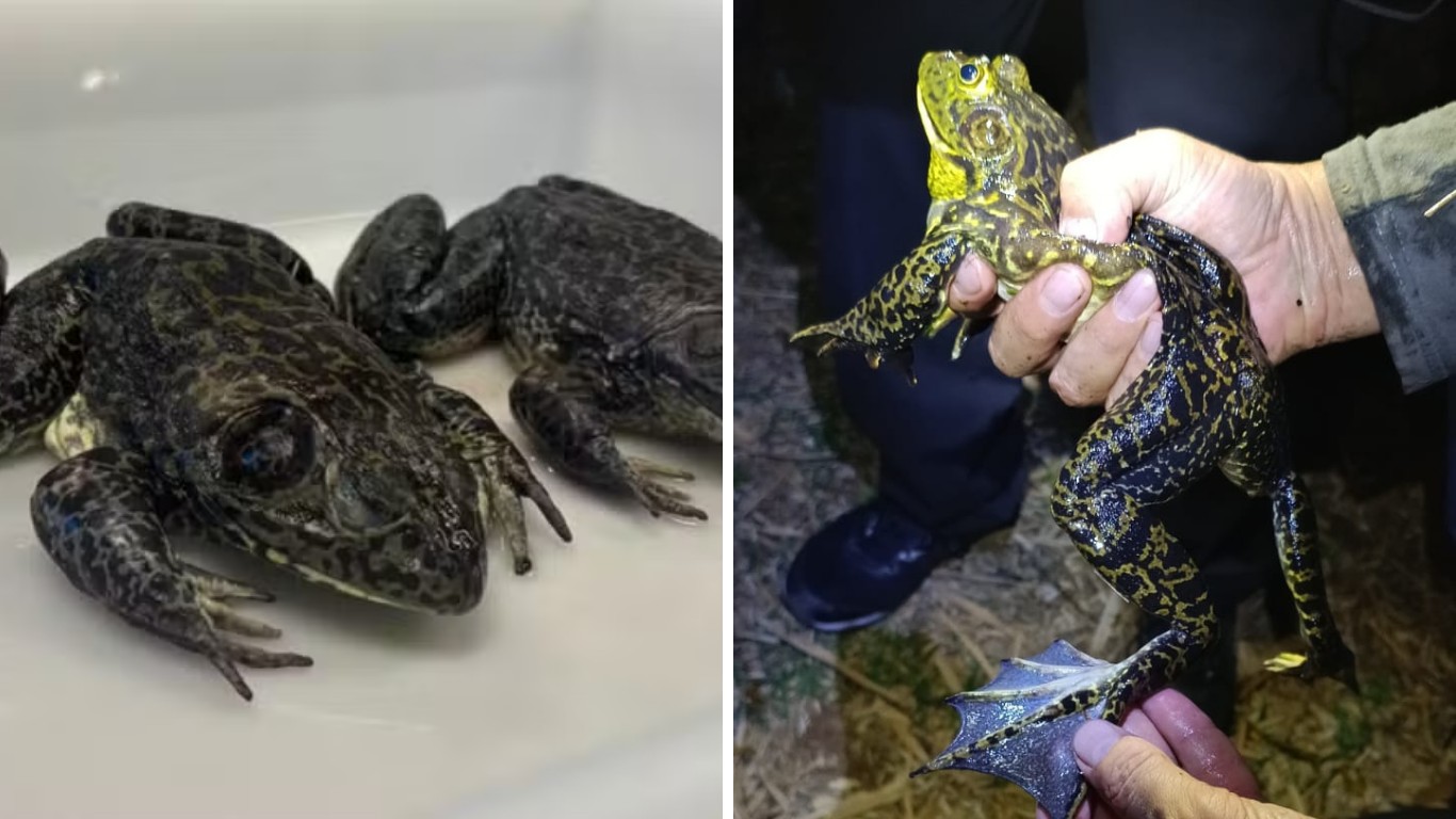 Rã gigante invasora que 'muge como boi' e põe em risco fauna em SC mobiliza pesquisadores; OUÇA