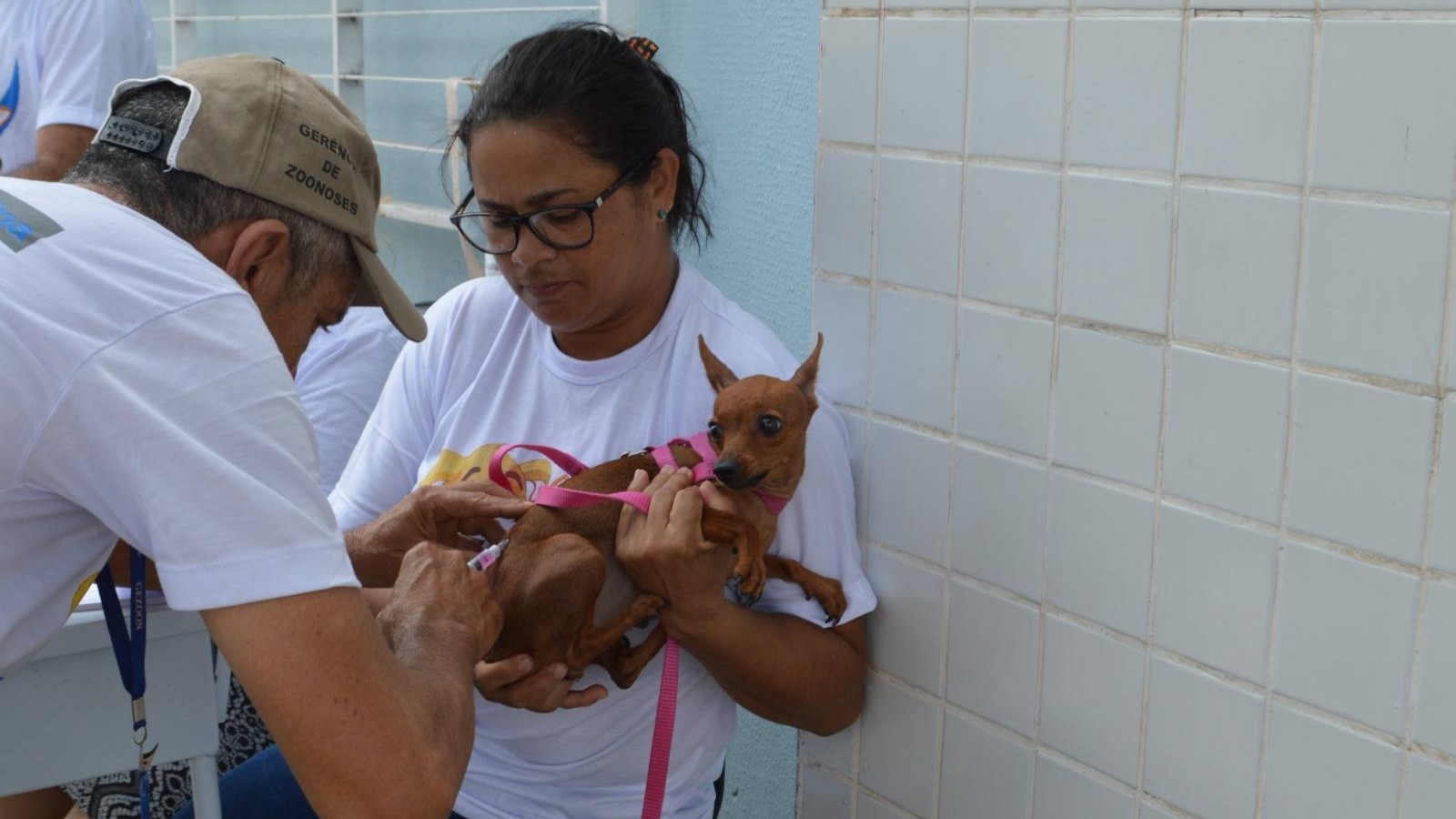 Zonas rural Sul e Sudeste de Teresina recebem vacinação contra a raiva no sábado (25); veja locais